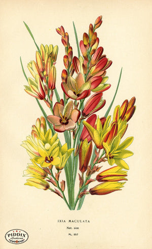 Flowers Pdxc3847 Color Illustration