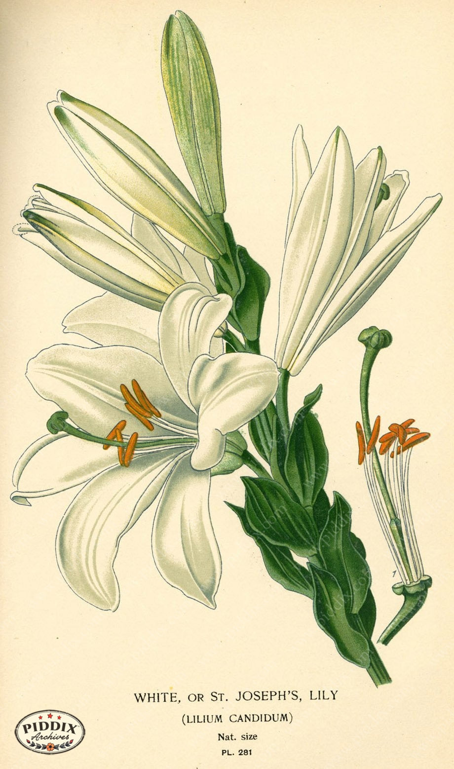 Flowers Pdxc3850 Color Illustration