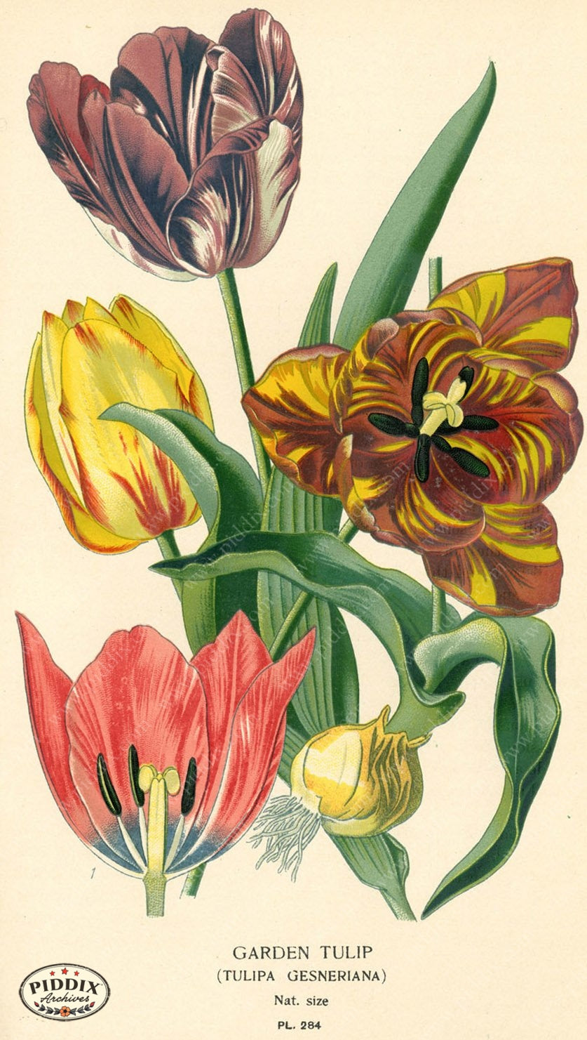 Flowers Pdxc3851 Color Illustration