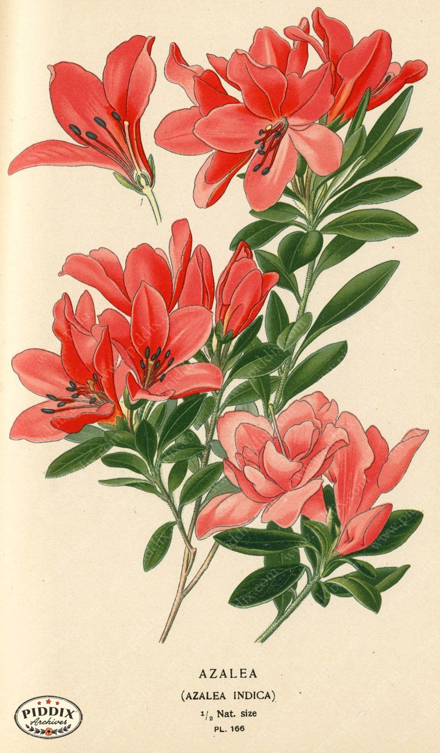 Flowers Pdxc3852 Color Illustration