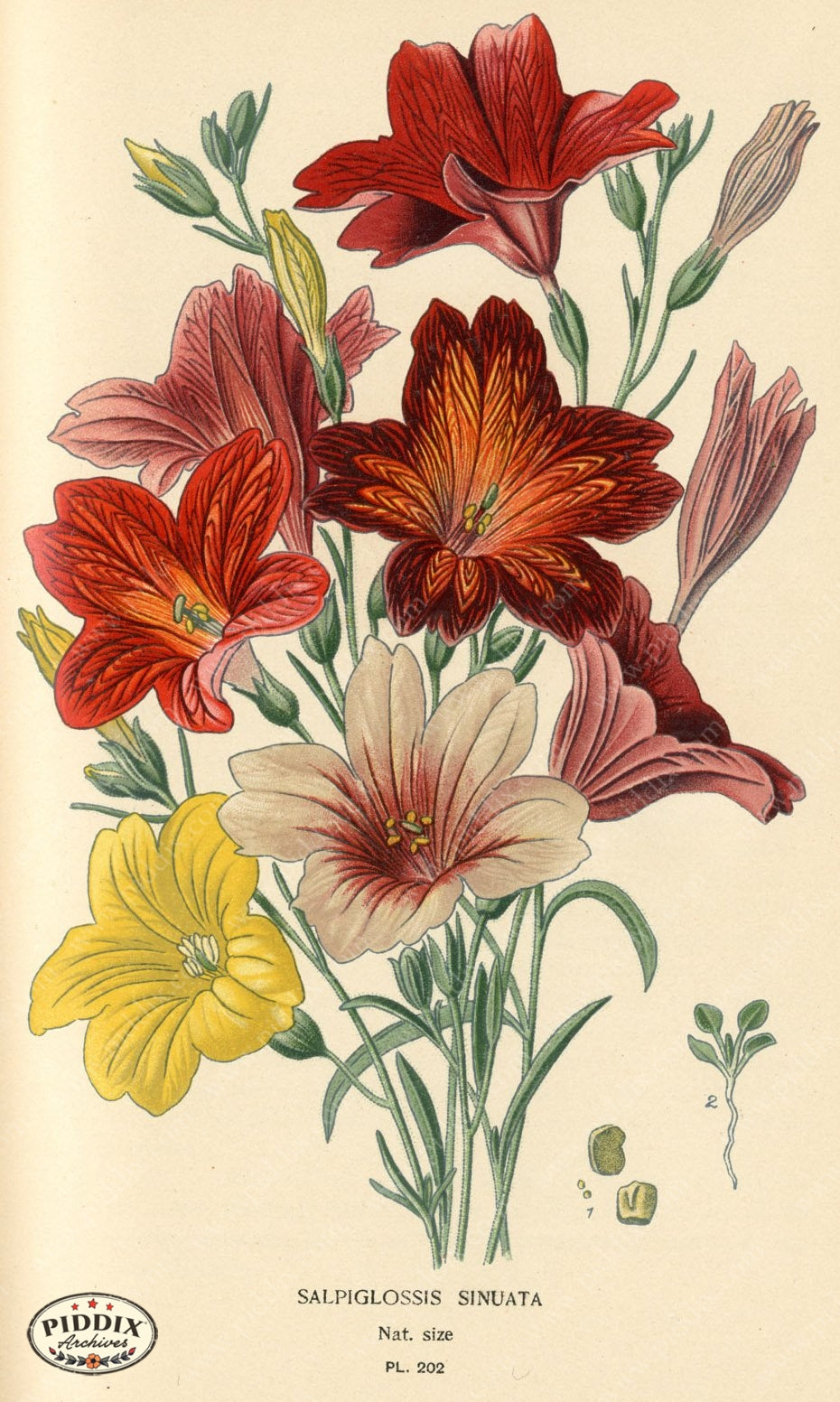Flowers Pdxc3853 Color Illustration