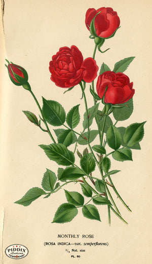 Flowers Pdxc3854 Color Illustration