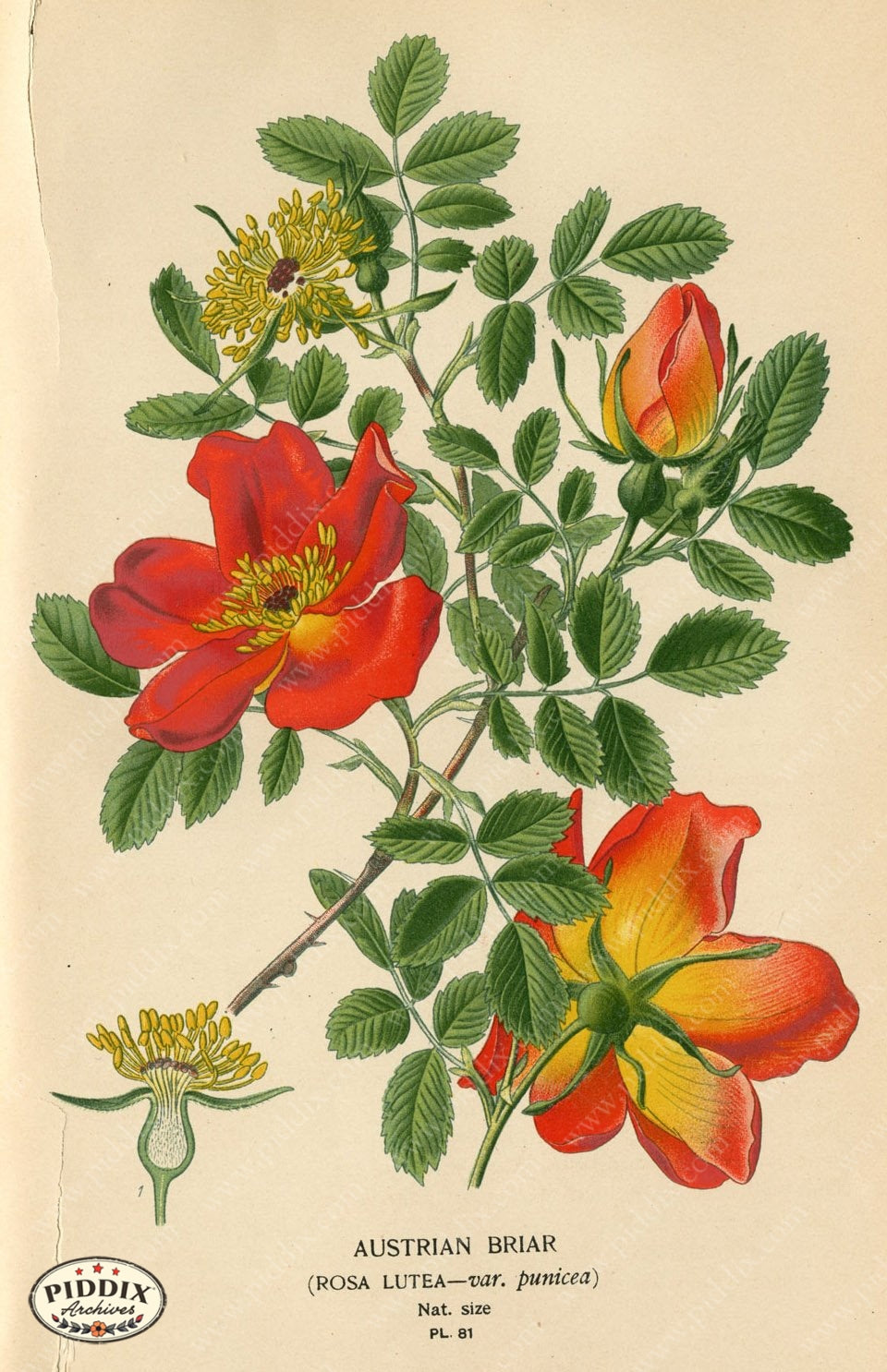 Flowers Pdxc3855 Color Illustration