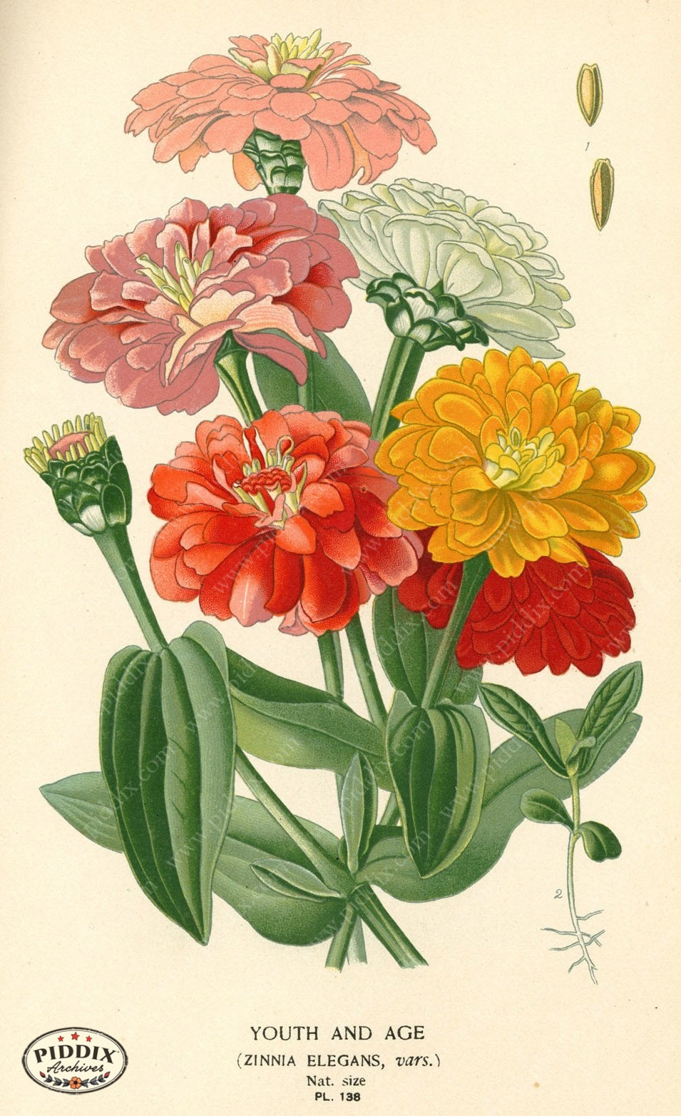 Flowers Pdxc3857 Color Illustration
