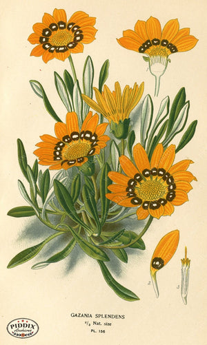 Flowers Pdxc3859 Color Illustration