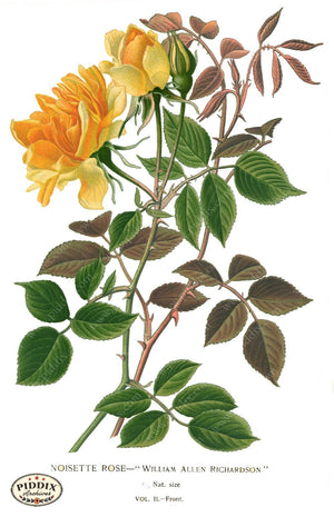 Flowers Pdxc3930 Color Illustration