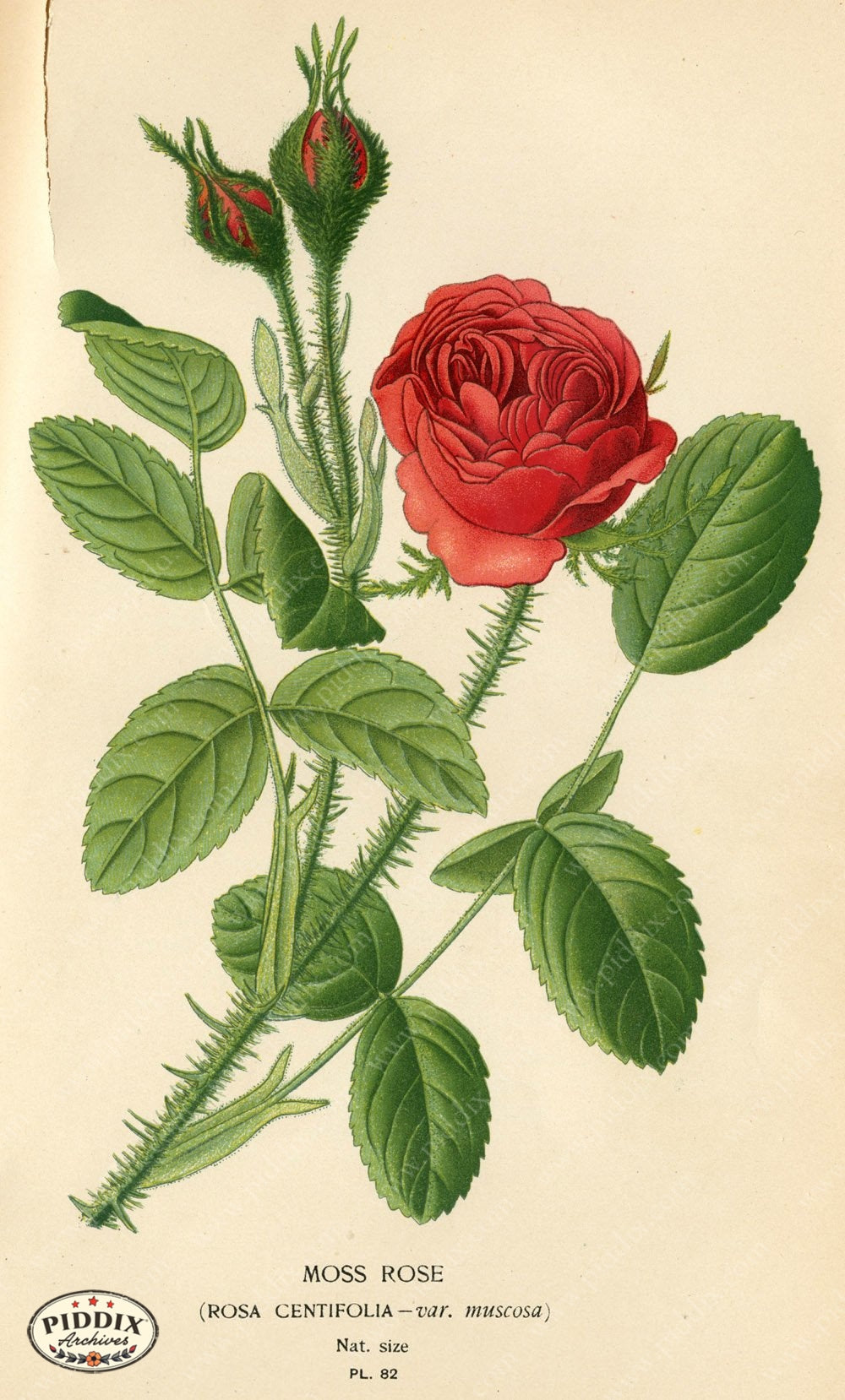 Flowers Pdxc3933 Color Illustration