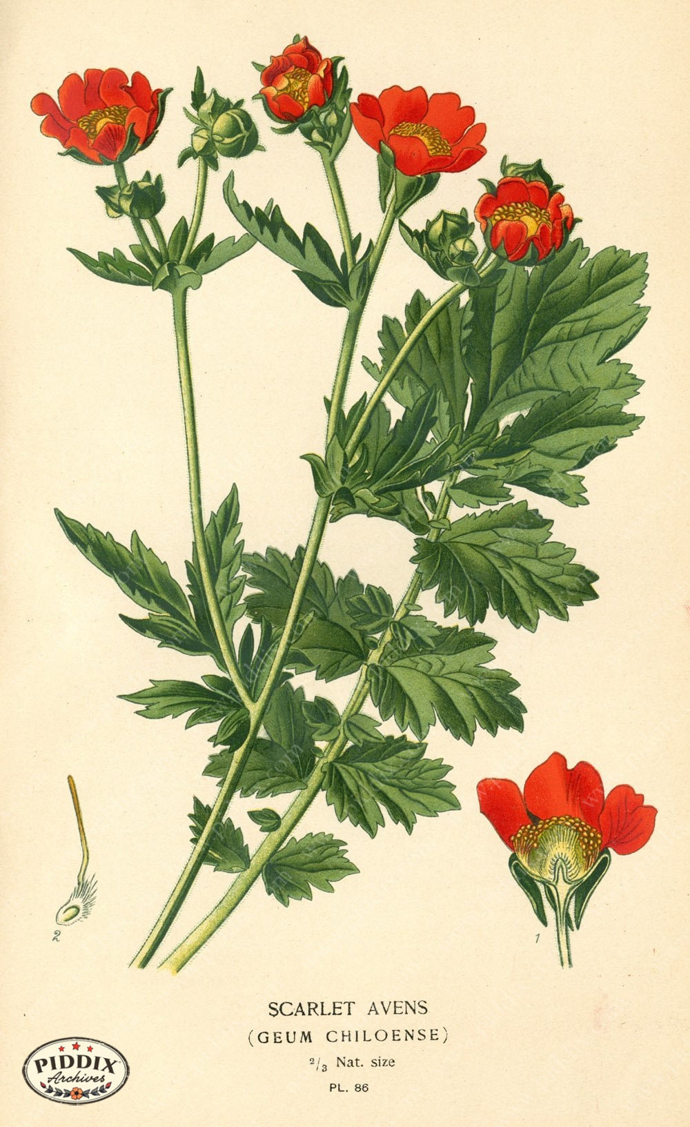 Flowers Pdxc3936 Color Illustration