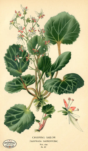 Flowers Pdxc3937 Color Illustration