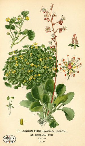 Flowers Pdxc3938 Color Illustration