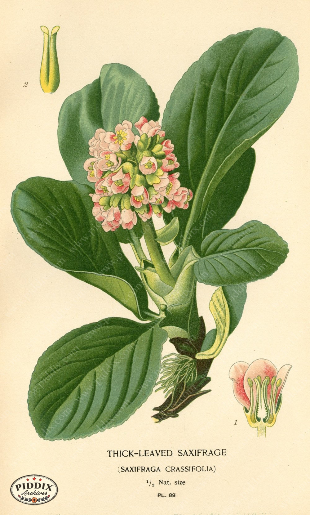 Flowers Pdxc3939 Color Illustration