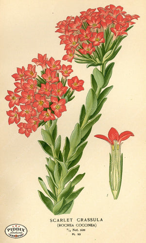 Flowers Pdxc3942 Color Illustration