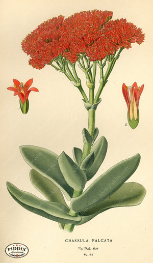 Flowers Pdxc3943 Color Illustration