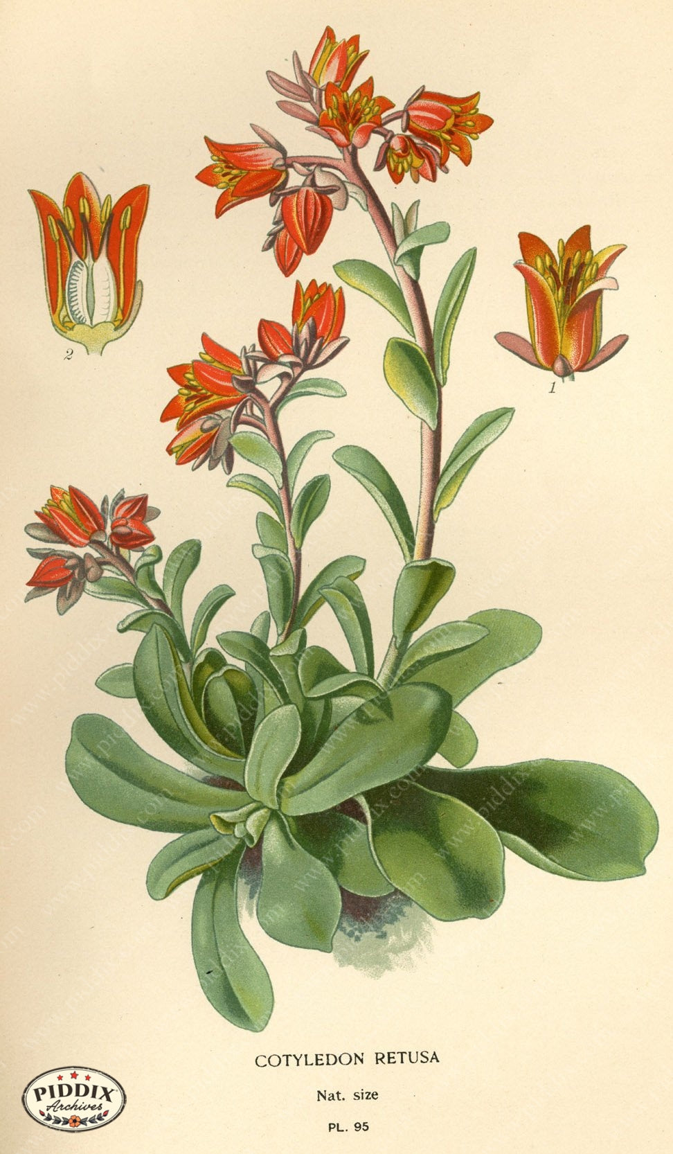 Flowers Pdxc3944 Color Illustration