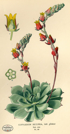 Flowers Pdxc3945 Color Illustration