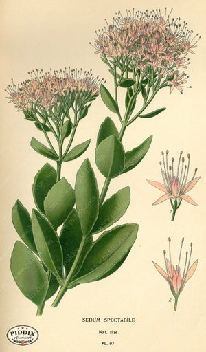 Flowers Pdxc3946 Color Illustration