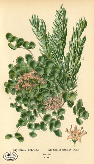 Flowers Pdxc3947 Color Illustration