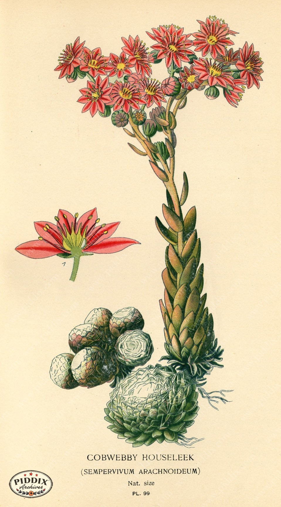 Flowers Pdxc3948 Color Illustration