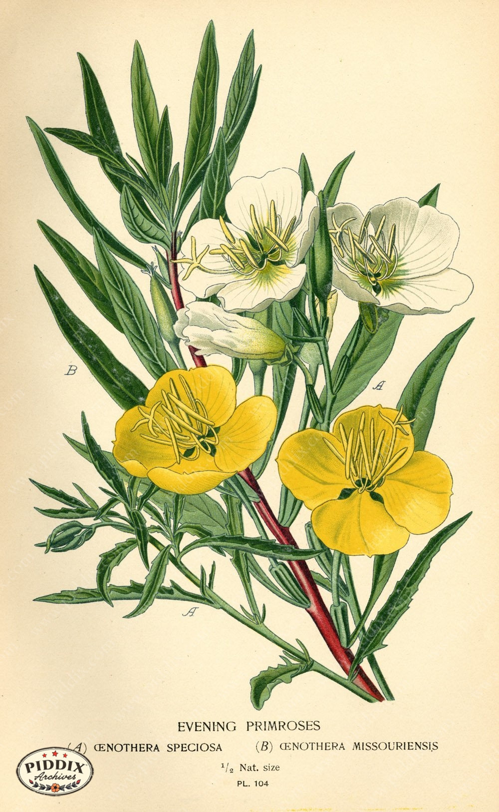 Flowers Pdxc3953 Color Illustration