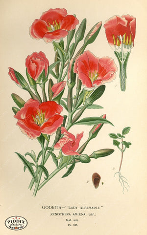 Flowers Pdxc3954 Color Illustration