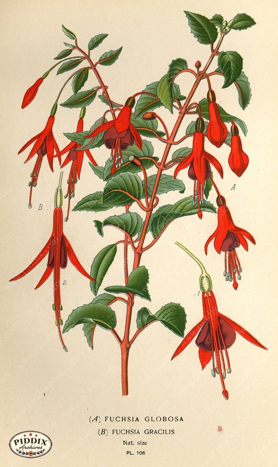 Flowers Pdxc3955 Color Illustration