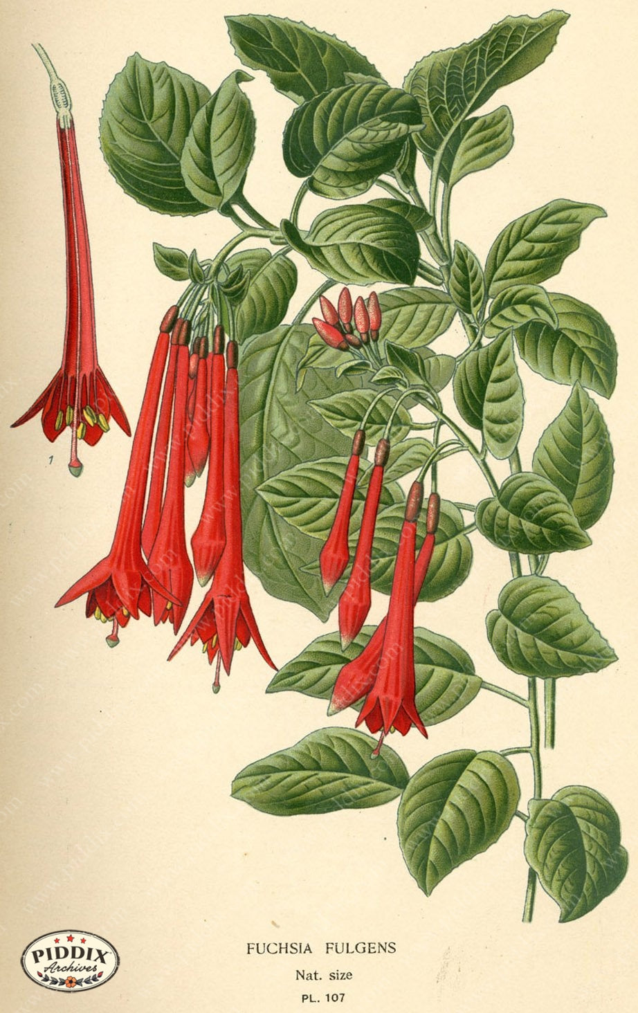 Flowers Pdxc3956 Color Illustration