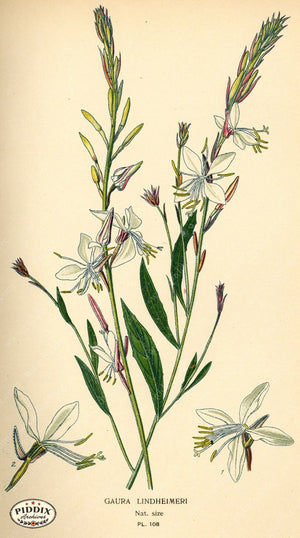 Flowers Pdxc3957 Color Illustration