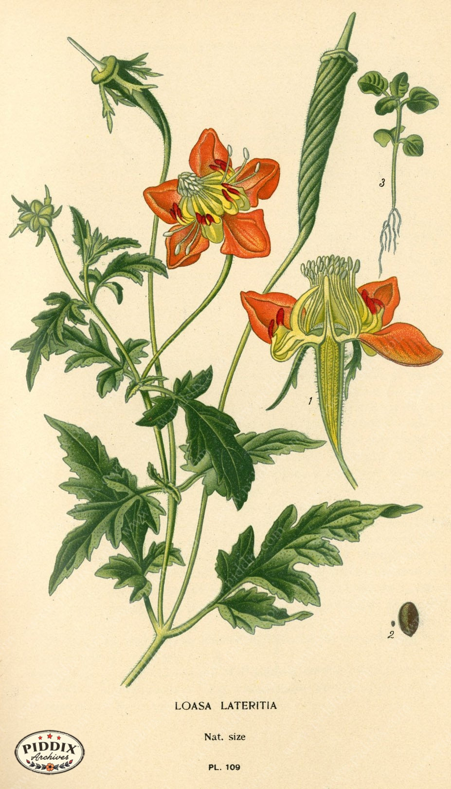 Flowers Pdxc3958 Color Illustration