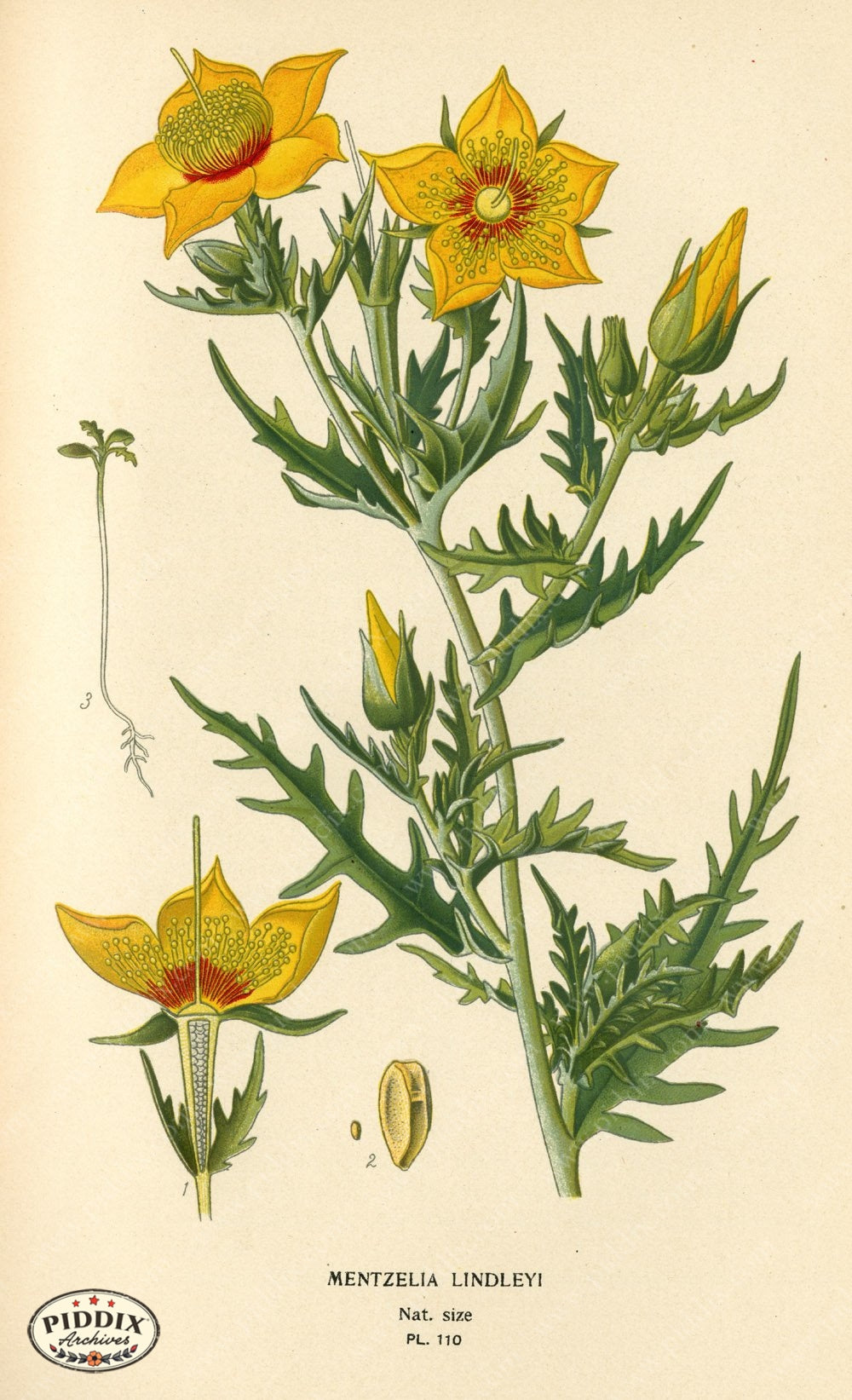 Flowers Pdxc3959 Color Illustration