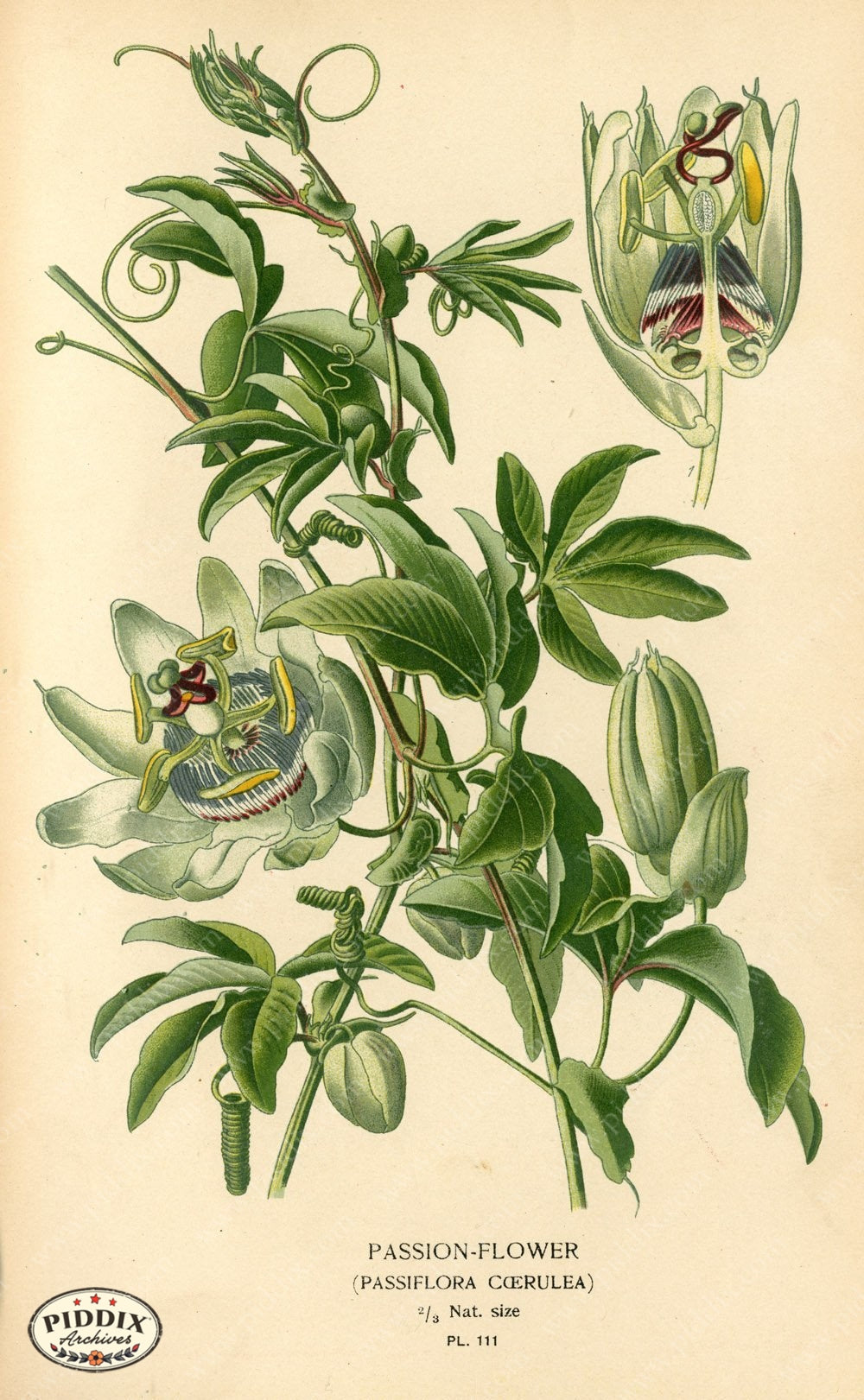 Flowers Pdxc3960 Color Illustration