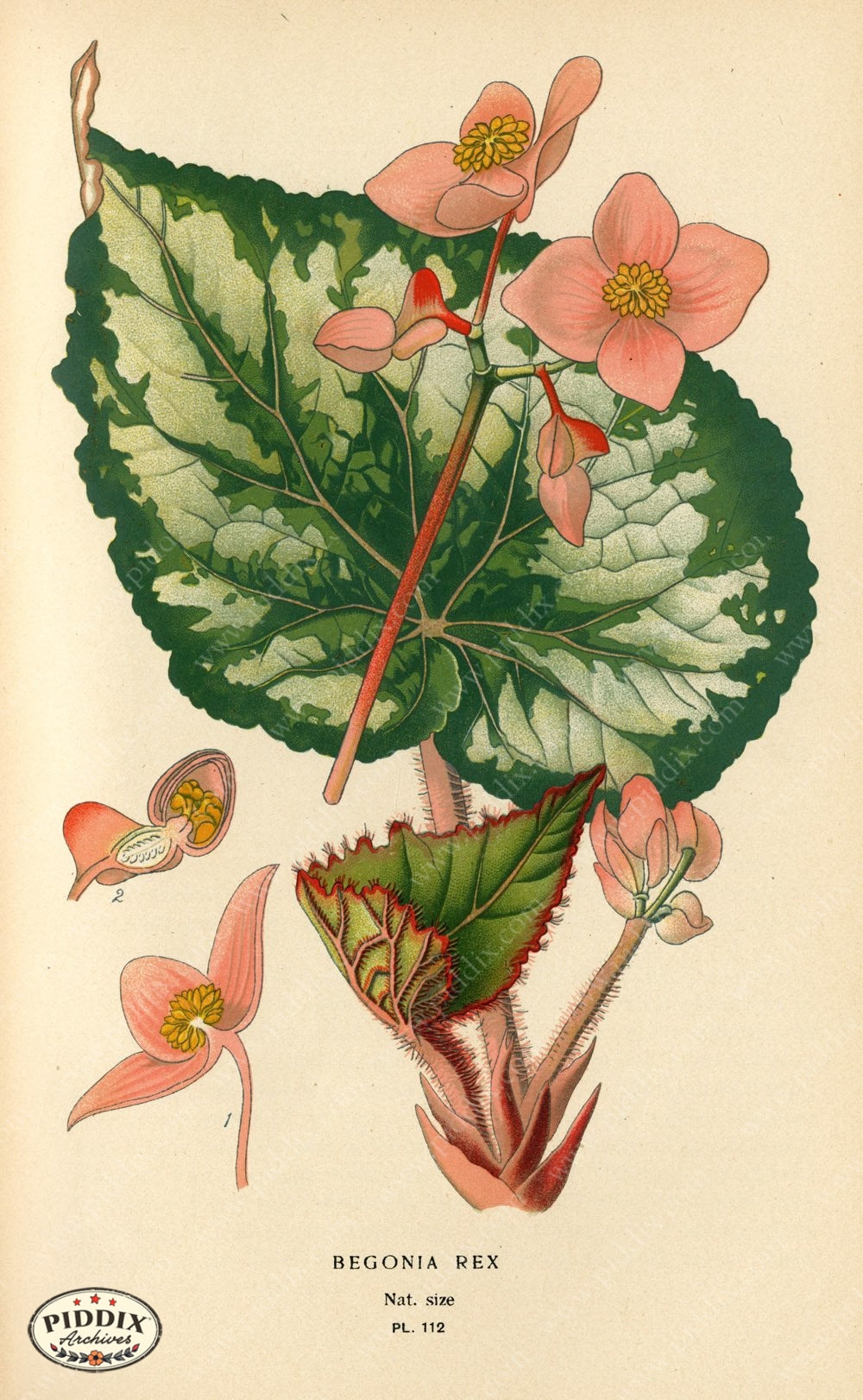 Flowers Pdxc3961 Color Illustration