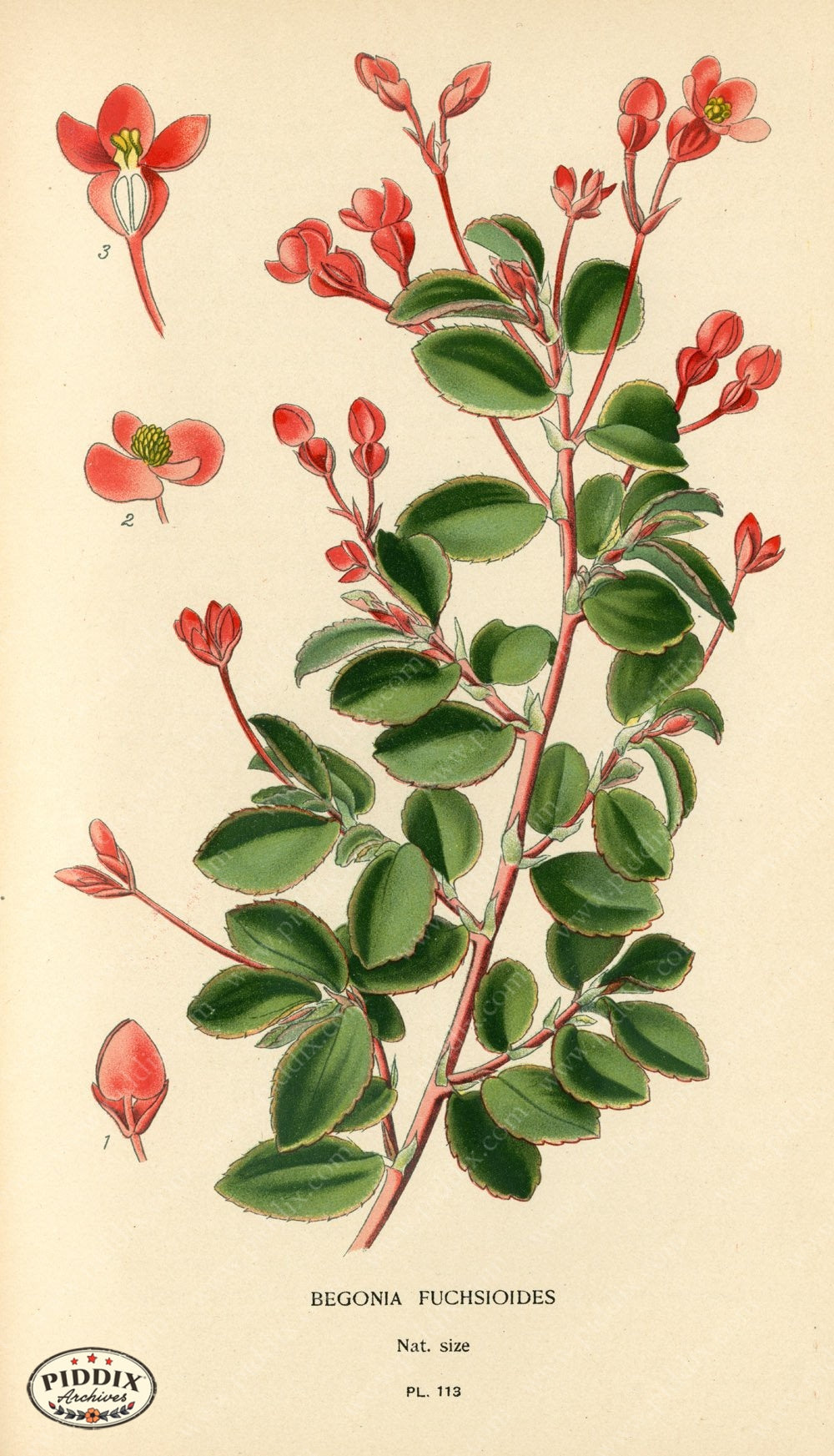 Flowers Pdxc3962 Color Illustration
