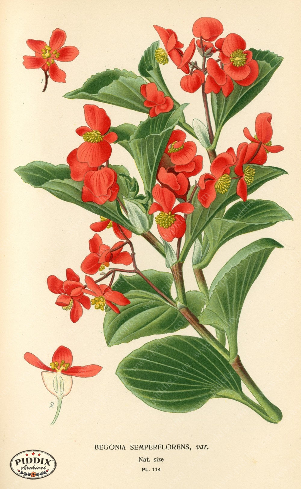 Flowers Pdxc3963 Color Illustration
