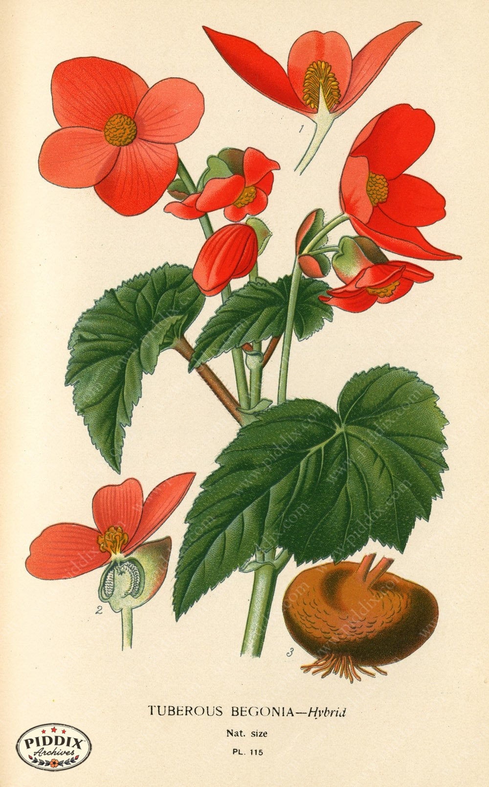Flowers Pdxc3964 Color Illustration