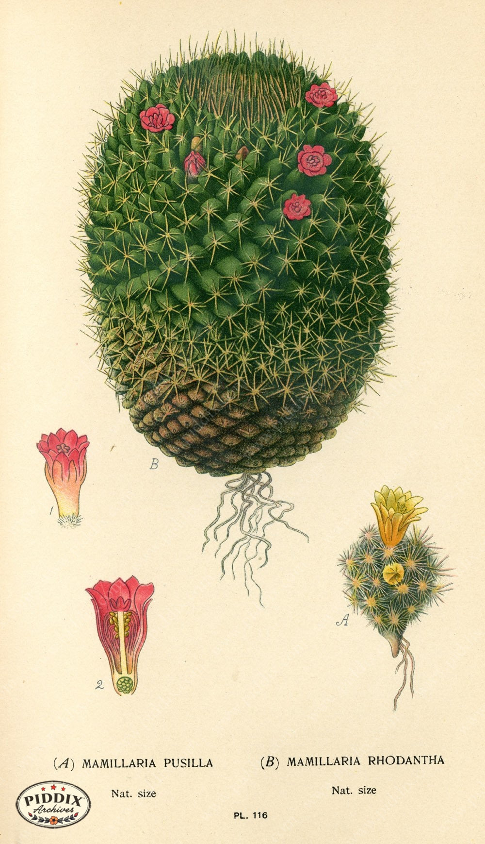 Flowers Pdxc3965 Color Illustration