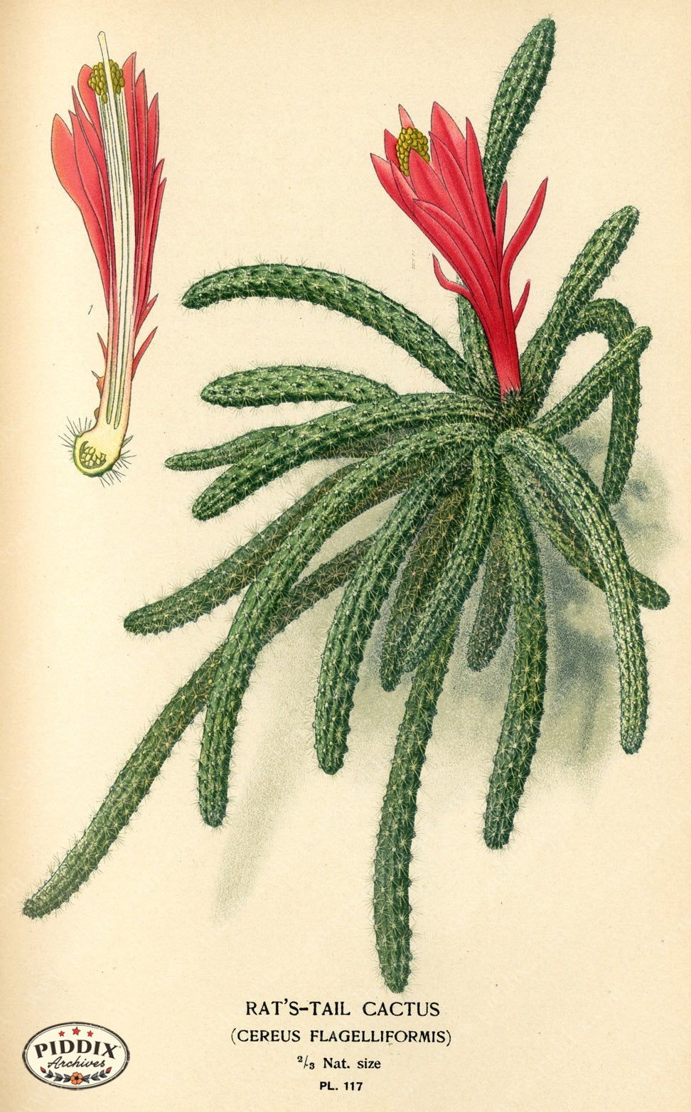 Flowers Pdxc3966 Color Illustration