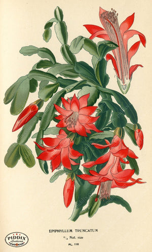 Flowers Pdxc3967 Color Illustration