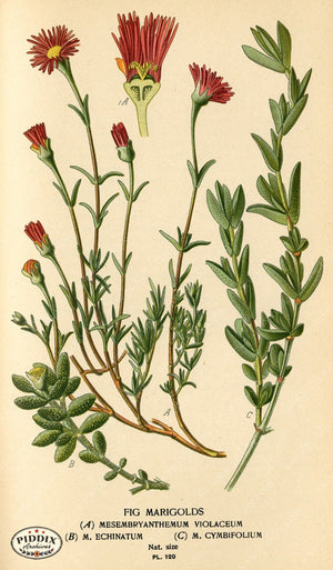 Flowers Pdxc3969 Color Illustration