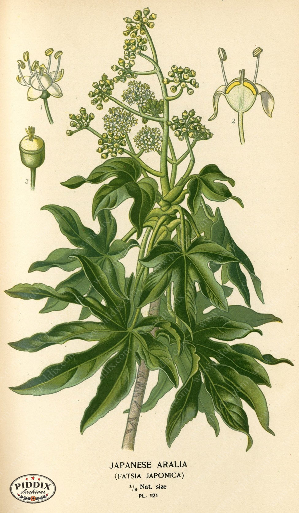 Flowers Pdxc3970 Color Illustration