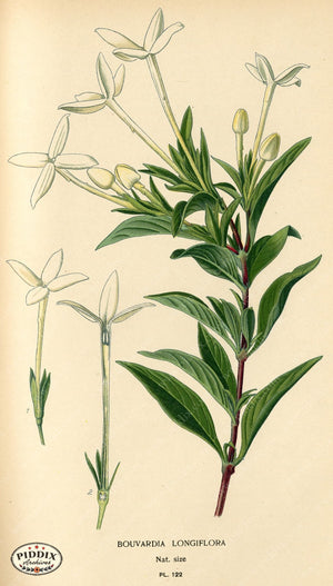 Flowers Pdxc3971 Color Illustration