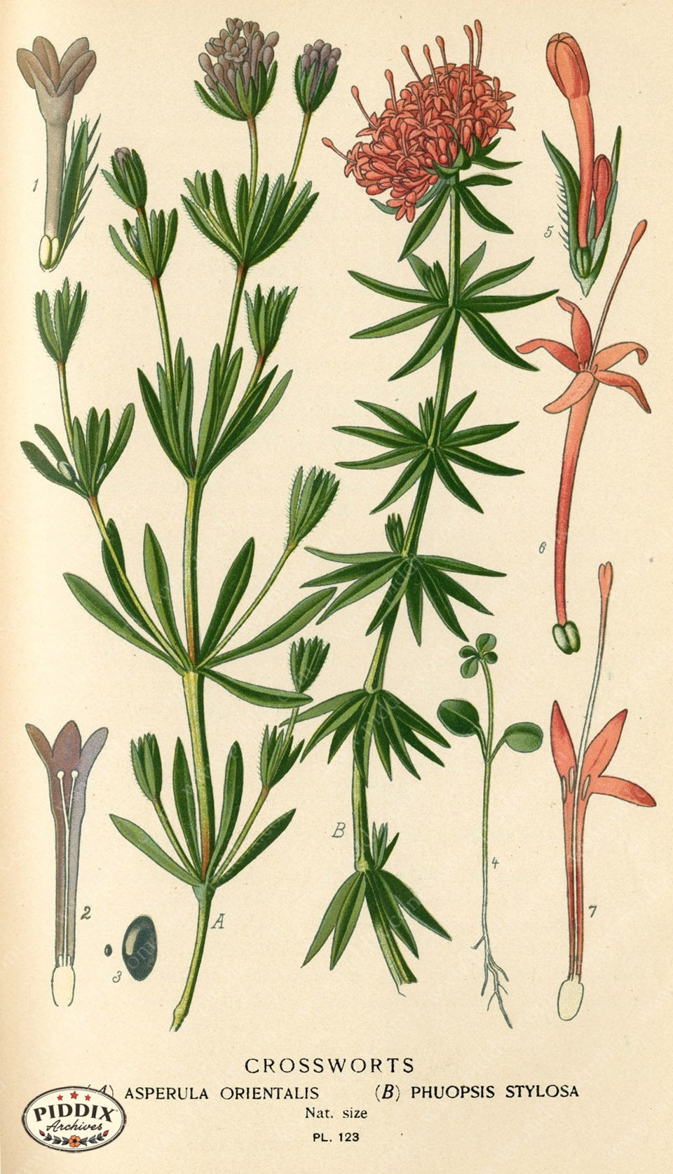 Flowers Pdxc3972 Color Illustration