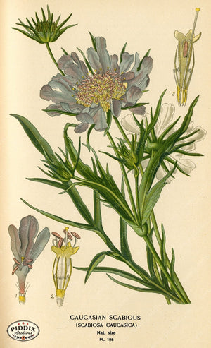 Flowers Pdxc3974 Color Illustration