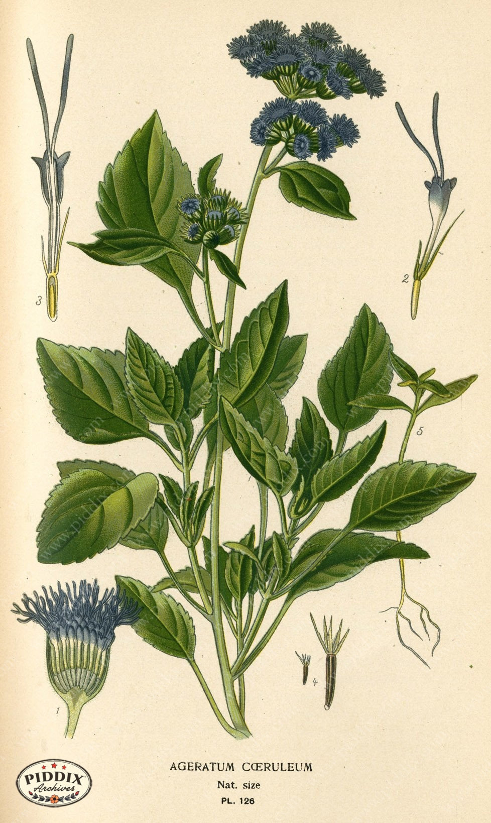 Flowers Pdxc3975 Color Illustration