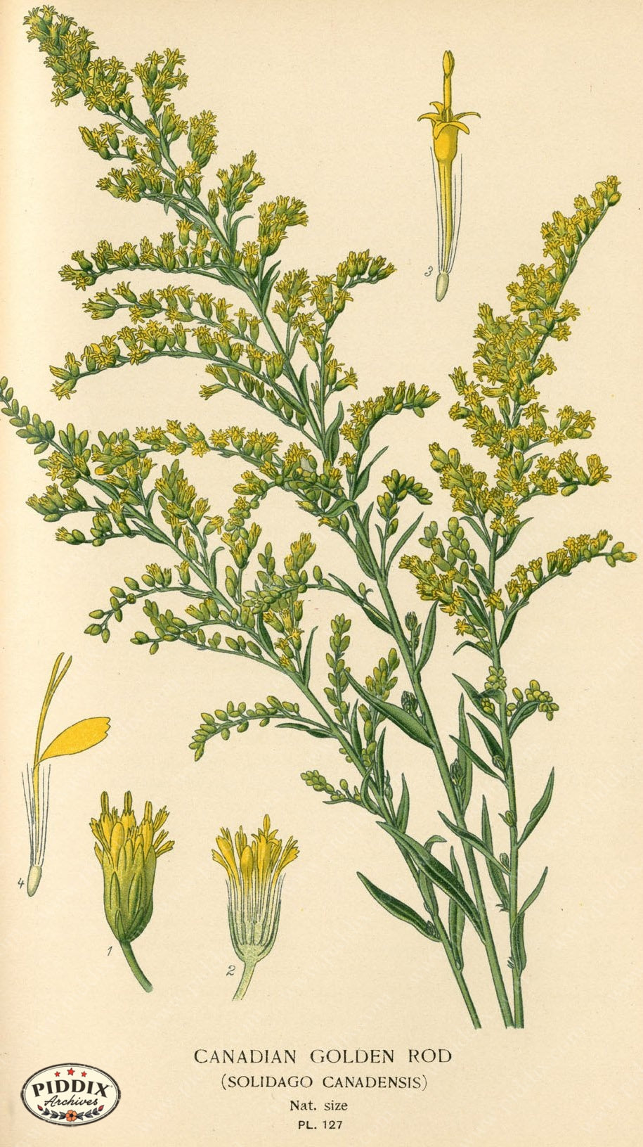 Flowers Pdxc3976 Color Illustration