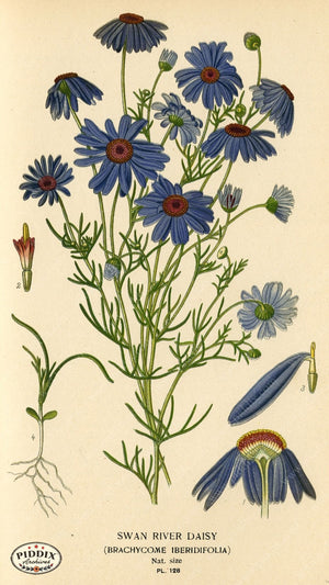 Flowers Pdxc3977 Color Illustration