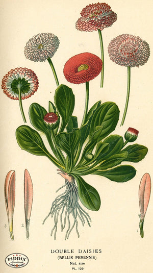 Flowers Pdxc3978 Color Illustration