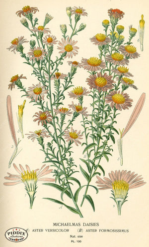 Flowers Pdxc3979 Color Illustration