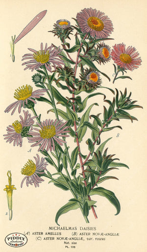 Flowers Pdxc3982 Color Illustration