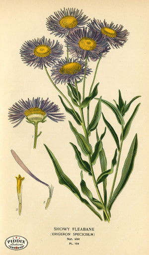 Flowers Pdxc3983 Color Illustration