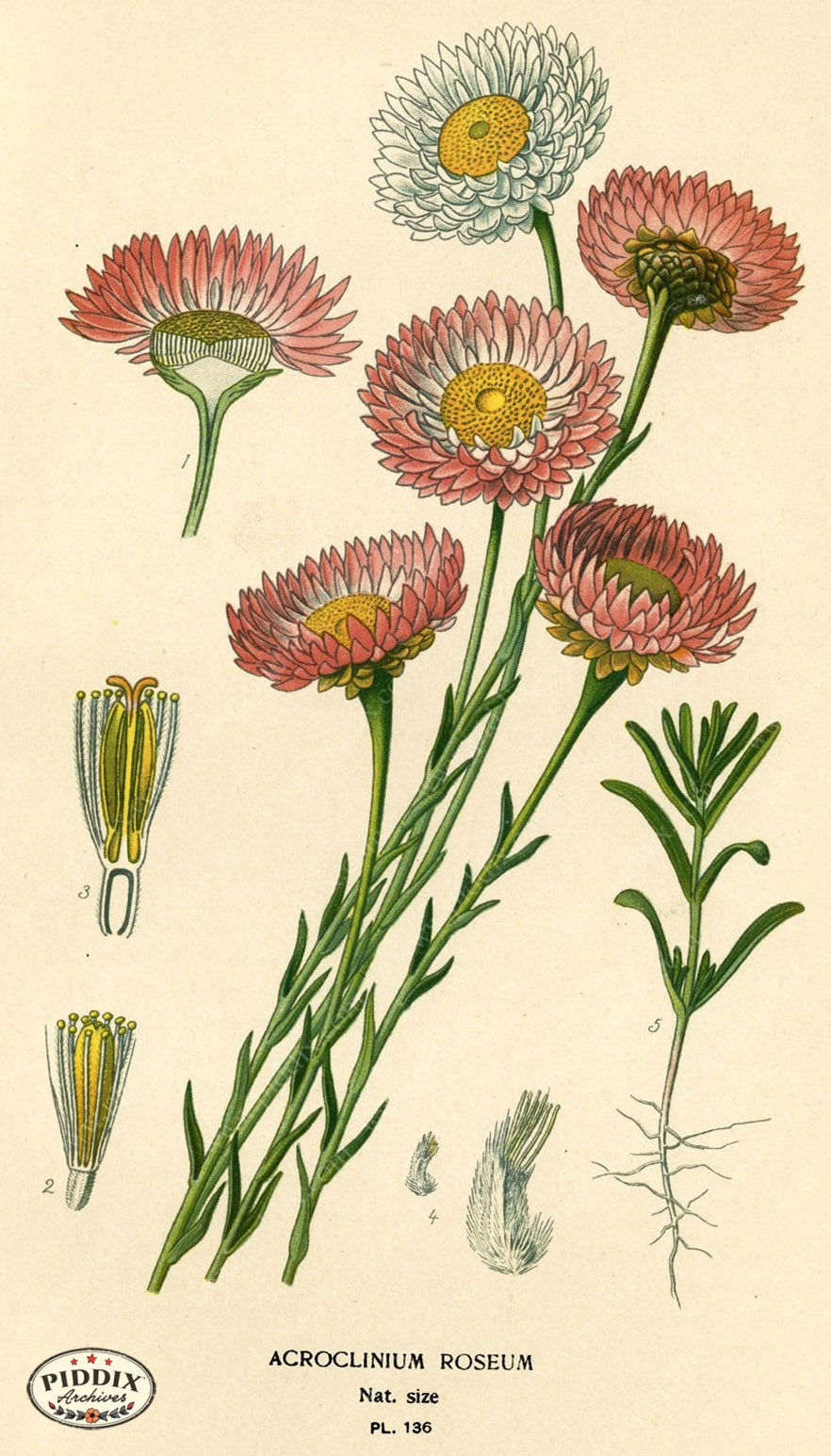 Flowers Pdxc3985 Color Illustration